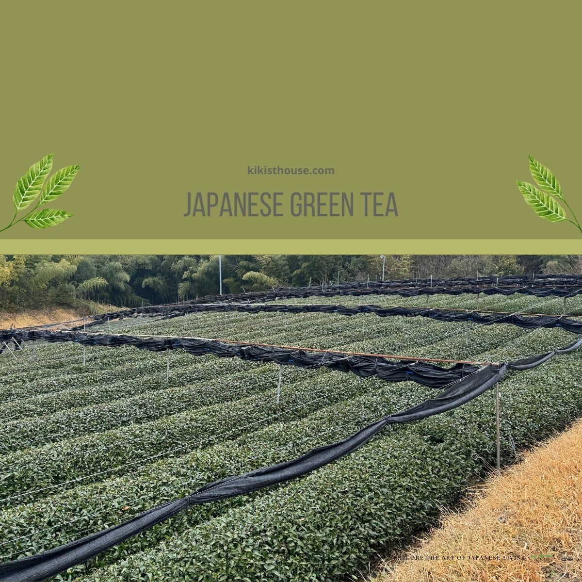 From Inspiration to Purpose: My Journey to Sharing the Art of Tea | 日本茶 ...