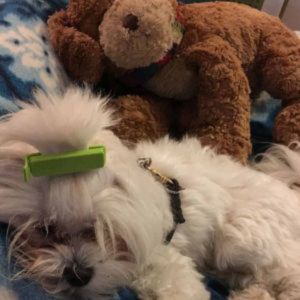 Dolce sleeping peacefully while the site is being updated. We’ll return soon.